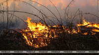 Минлесхоз назвал наиболее пожароопасные регионы Беларуси