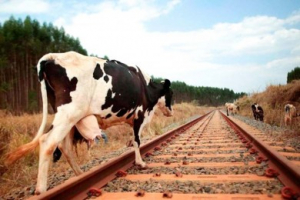 Выпас скота вблизи железной дороги запрещен и опасен