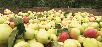 У садах Мiнскай вобласці пачаўся масавы збор яблыкаў