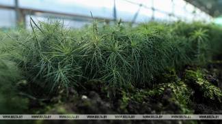 About 25 million trees will be planted in spring in the forestry enterprises of Minsk region