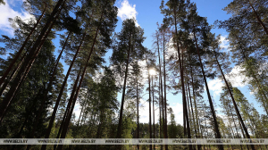 Ограничения на посещение лесов введены в 63 районах Беларуси