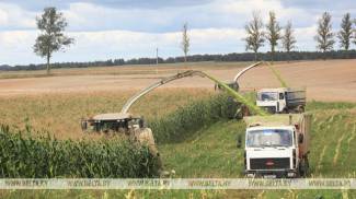 У Беларусі ўбрана амаль 40 працэнтаў плошчаў кукурузы